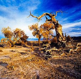 任天堂音乐服务追加新曲包《塞尔达风之杖》名曲